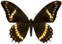 schmetterling026075.jpg