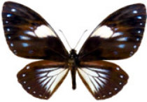 schmetterling026076.jpg