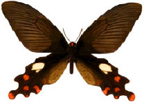 schmetterling026077.jpg