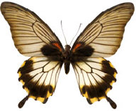schmetterling026078.jpg