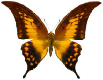 schmetterling026079.jpg
