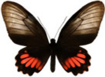 schmetterling026080.jpg