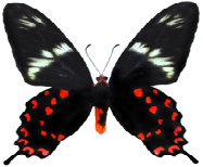 schmetterling026081.jpg