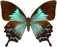 schmetterling026082.jpg