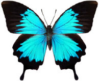 schmetterling026083.jpg