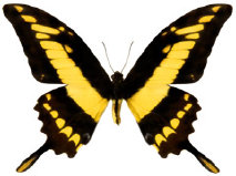 schmetterling026084.jpg