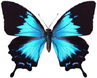 schmetterling026085.jpg