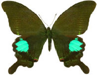 schmetterling026086.jpg