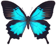 schmetterling026087.jpg