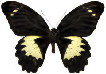 schmetterling026088.jpg