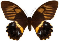 schmetterling026089.jpg