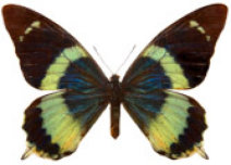 schmetterling026091.jpg