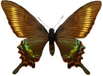 schmetterling026092.jpg
