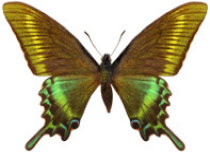 schmetterling026093.jpg