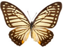 schmetterling026094.jpg