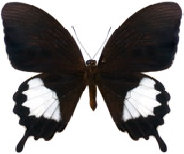 schmetterling026095.jpg