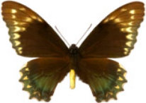 schmetterling026097.jpg
