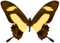 schmetterling026098.jpg