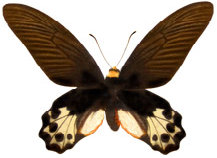 schmetterling026099.jpg