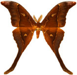 schmetterling0270100.jpg