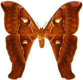 schmetterling0270101.jpg