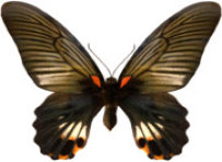 schmetterling0270102.jpg