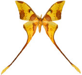 schmetterling0270103.jpg