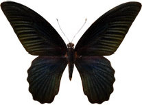 schmetterling0270104.jpg