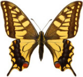 schmetterling0270105.jpg