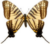 schmetterling0270106.jpg