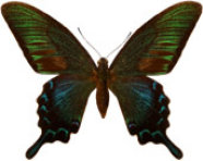 schmetterling0270107.jpg