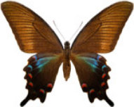 schmetterling0270108.jpg