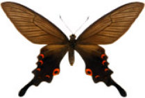 schmetterling0270109.jpg