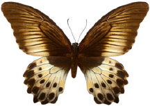 schmetterling0270110.jpg