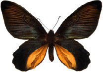 schmetterling0270111.jpg