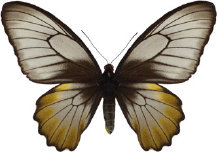 schmetterling0270112.jpg