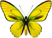schmetterling0270113.jpg