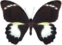 schmetterling0270114.jpg