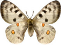 schmetterling0270115.jpg