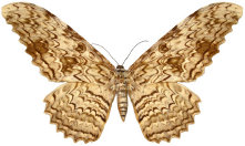 schmetterling0270116.jpg