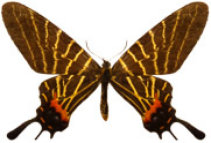 schmetterling0270117.jpg