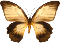 schmetterling0270118.jpg