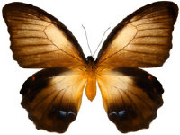 schmetterling0270119.jpg