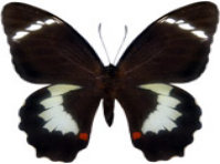schmetterling0270120.jpg