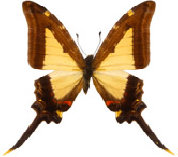 schmetterling0270122.jpg