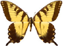 schmetterling0270124.jpg