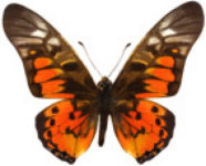 schmetterling0270125.jpg
