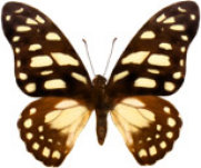 schmetterling0270126.jpg