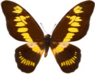 schmetterling0270127.jpg