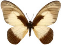 schmetterling0270128.jpg